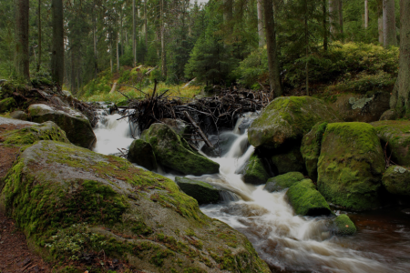 Jak vznikl název Šumava