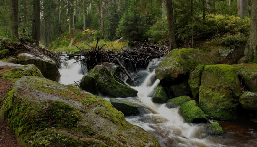 Jak vznikl název Šumava